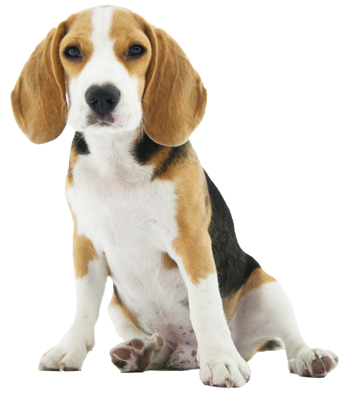 puppy